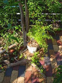 ����ץ��